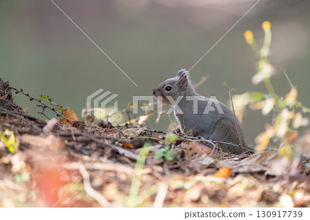 Cute Japanese squirrel 130917739