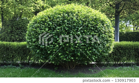 Lush Green Globe Shaped Shrub in Garden. 130917903
