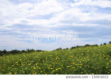 Lemonbright Hill 130918012