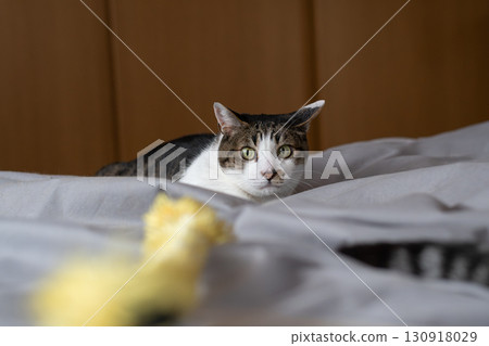 Cat playing with a toy, brown tabby cat 130918029