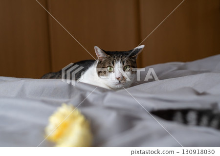 Cat playing with a toy, brown tabby cat 130918030