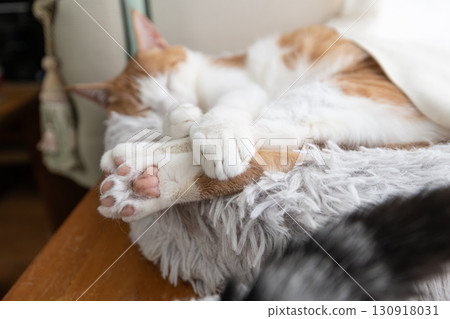 Cute cat's hand 130918031