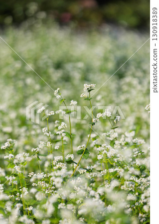 白蕎麥花 白蕎麥花 130918389