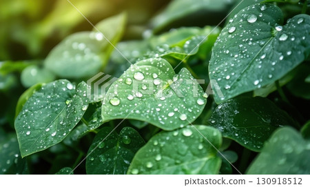 Dewkissed Green Leaves. 130918512