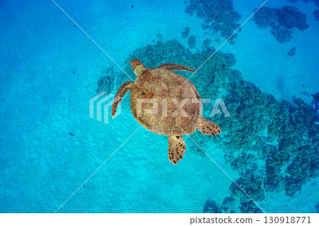 海龜優雅地游泳 130918771