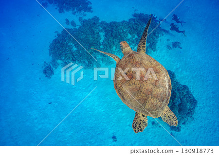 Sea turtle swimming elegantly 130918773