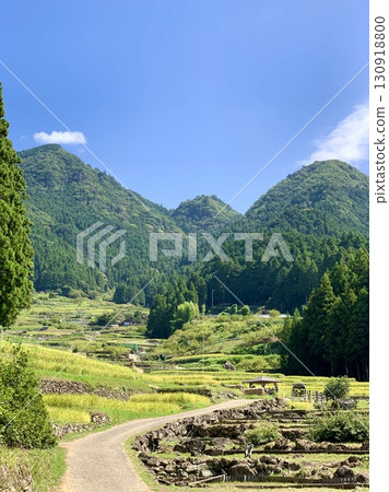 沿著蜿蜒的道路攀登金色梯田，仰望鞍掛山的藍天（愛知縣新城市四谷千枚田） 130918800