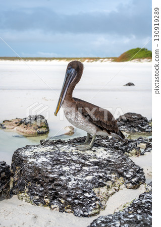 Brown pelican resting on rocks at Tortuga Bay, Galapagos islands, Ecuador 130919289