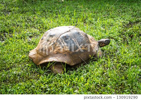 Galapagos giant tortoise walking on the grass of Santa Cruz island, Ecuador 130919290