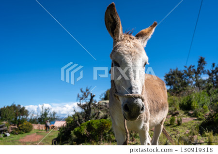 Donkey in Llachon near Lake Titicaca under a clear blue sky Donkey in Llachon near Lake Titicaca under a clear blue sky 130919318