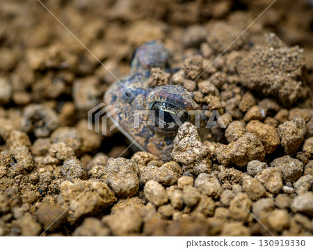 Namb toad Namb toad 130919330