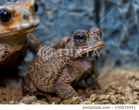 Namb toad 130919341