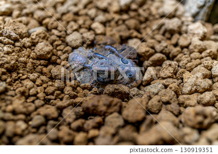 Namb toad Namb toad 130919351