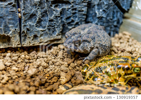Namb toad Namb toad 130919357