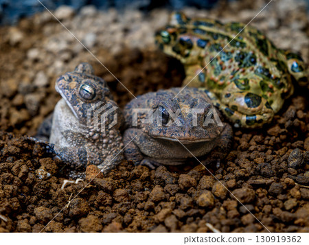 Namb toad Namb toad 130919362