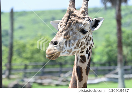 Reticulated giraffe 130919487