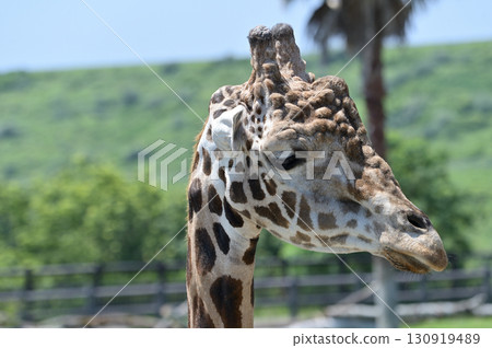 Reticulated giraffe 130919489
