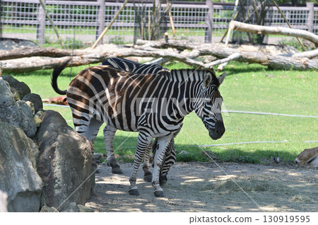 Chapman's zebra looking to the side 130919595