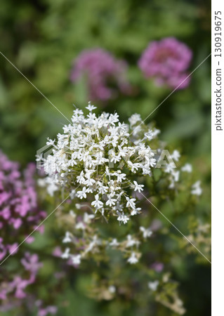 Red valerian Albus 130919675