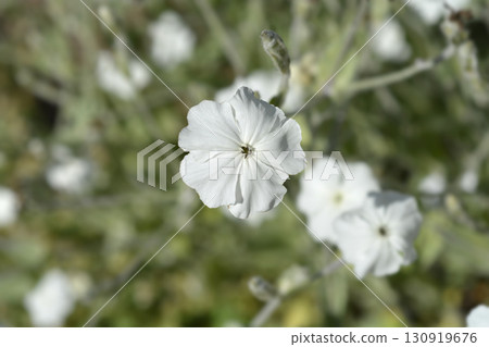White Rose campion White Rose campion 130919676