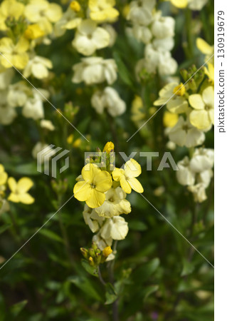 Yellow Wallflower Primerose Dame Yellow Wallflower Primerose Dame 130919679