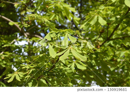 Common horse chestnut Common horse chestnut 130919681