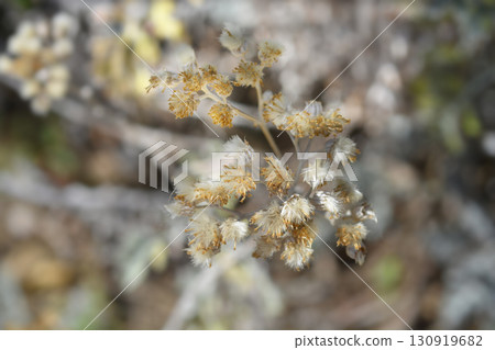 Silver ragwort Silver ragwort 130919682