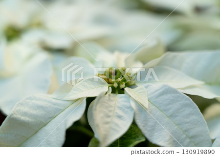 聖誕紅 植物 特寫 微距 poinsettia Christmas クリスマス 聖誕紅 植物 特寫 微距 poinsettia Christmas クリスマス 130919890