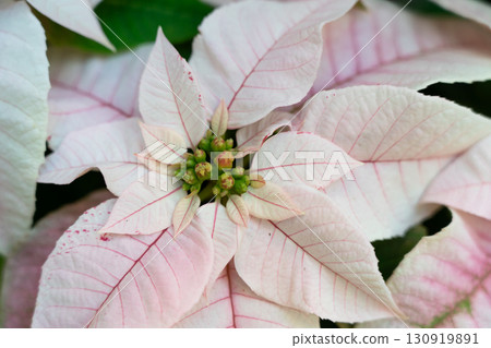 christmas red plant close up macro poinsettia Christmas クリスマス christmas red plant close up macro poinsettia Christmas クリスマス 130919891
