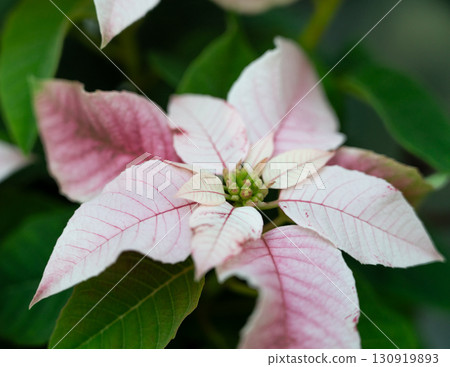 christmas red plant close up macro poinsettia Christmas クリスマス christmas red plant close up macro poinsettia Christmas クリスマス 130919893