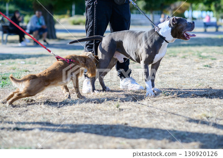 Pit Bull and Small Terrier Mix on Leashes 130920126