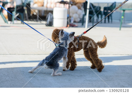 Gray Terrier Mix and Brown Curly Dog Interacting on Pavement 130920128