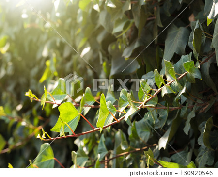 Sunlight on ivy vine Sunlight on ivy vine 130920546
