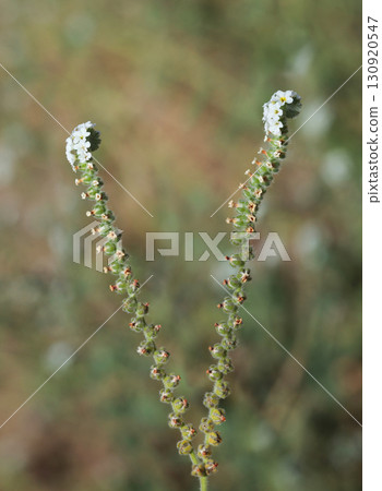 Macro of European heliotrope wild flower Macro of European heliotrope wild flower 130920547