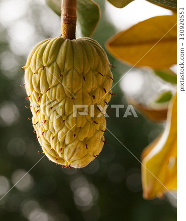 Magnolia tree fruit 130920551
