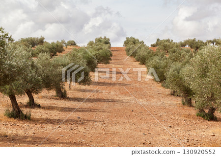 A Path Through the Olive Grove 130920552