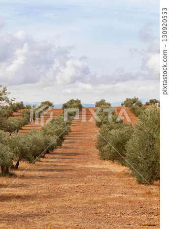 A Path Through the Olive Grove 130920553