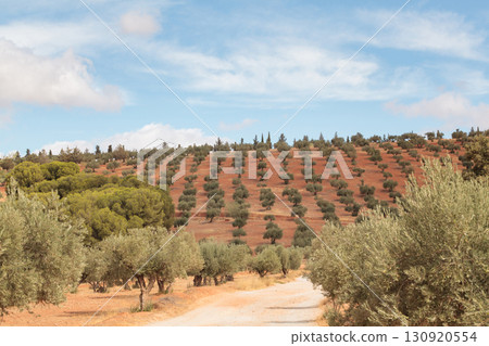 Hillside Olive Grove 130920554