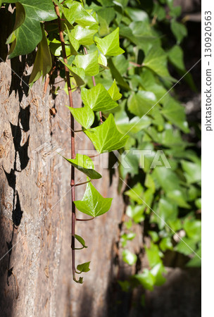 Close-Up Of Ivy On Wall 130920563