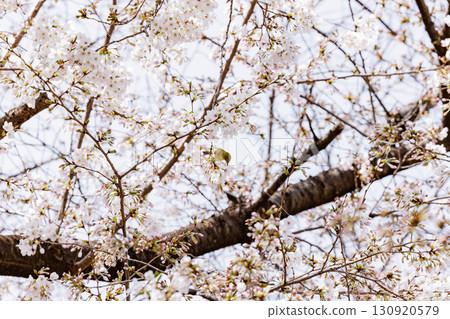 Sakura and mezzo 130920579