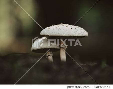 沐浴在夕陽下的大傘菇 沐浴在夕陽下的大傘菇 130920637