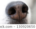 Close-up of a Siberian Husky's nose 130920650