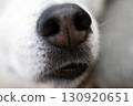 Close-up of a Siberian Husky's nose 130920651