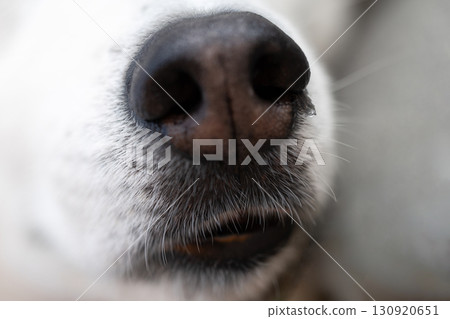 Close-up of a Siberian Husky's nose 130920651