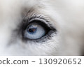 Siberian Husky blue eye close-up 130920652