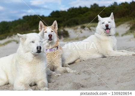 Three Huskies relaxing on the beach Three Huskies relaxing on the beach 130920654