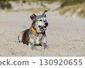 Elderly mixed-breed dog rest on the beach on the background of the husky 130920655