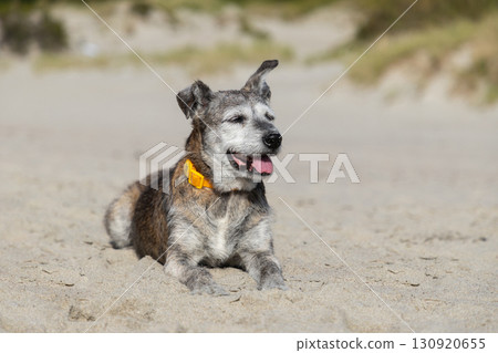 Elderly mixed-breed dog rest on the beach on the background of the husky Elderly mixed-breed dog rest on the beach on the background of the husky 130920655