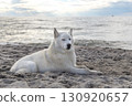 Husky relaxing on a seaside beach 130920657