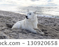 Husky relaxing on a seaside beach 130920658